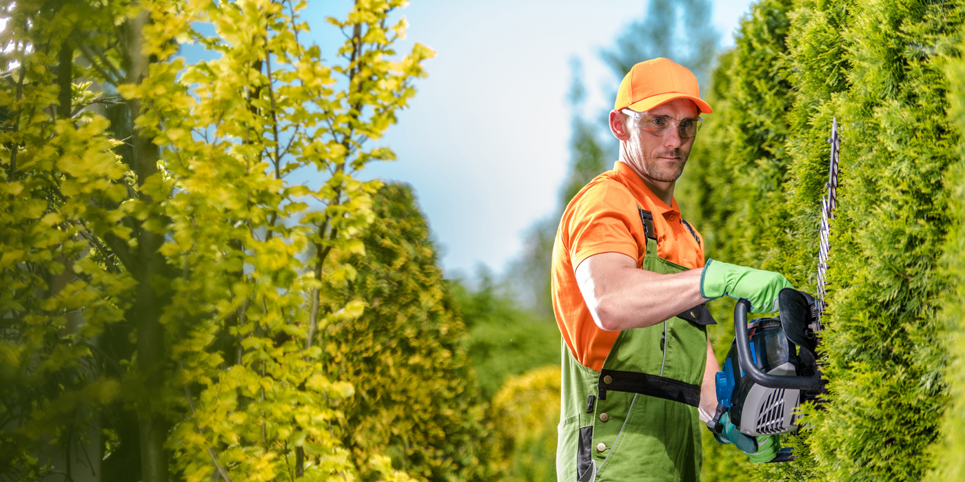 Lawn care professional trimming hedges